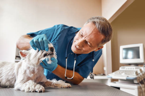Best Pediatric Emergency Dentist in Lipatria, CA